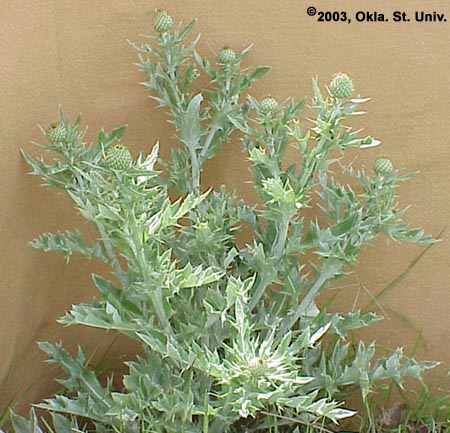 Wavyleaf Thistle