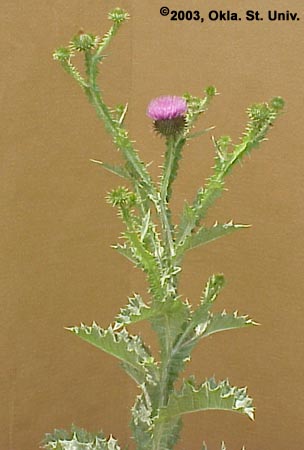 Scotch Thistle