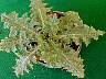 tn_bull-this-01_jpg.jpg (2515 bytes)