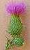 Bull Thistle