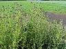 tn_can-thistle-18_jpg.jpg (2949 bytes)