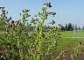 tn_can-thistle-20_jpg.jpg (2820 bytes)