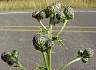 tn_can-thistle-22_jpg.jpg (2298 bytes)