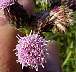 tn_can-thistle-26_jpg.jpg (2543 bytes)