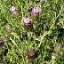 tn_can-thistle-27_jpg.jpg (2956 bytes)
