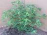 Common Ragweed