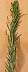 Horseweed
