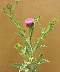 tn_thistle-42_jpg.jpg (1407 bytes)