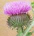 tn_thistle-45_jpg.jpg (2077 bytes)