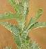 tn_thistle-47_jpg.jpg (1745 bytes)