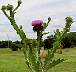 tn_thistle-48_jpg.jpg (2237 bytes)