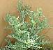 tn_thistle-61_jpg.jpg (2188 bytes)