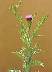 tn_thistle-64_jpg.jpg (1310 bytes)