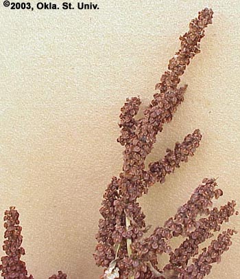 Curly Dock
