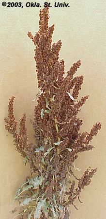 Curly Dock