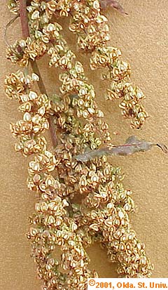 Curly Dock