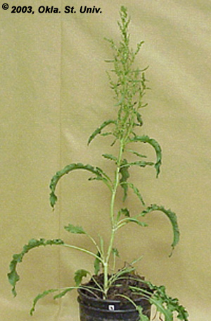 Curly Dock