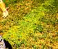 tn_dodder-11_jpg.jpg (3391 bytes)