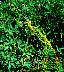 tn_dodder-12_jpg.jpg (2890 bytes)