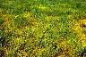 tn_dodder10_jpg.jpg (2955 bytes)
