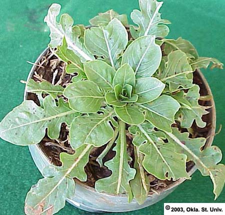 Cutleaf Eveningprimrose (Oenothera laciniata)