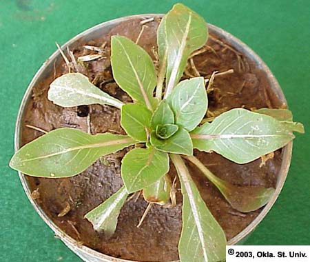 Cutleaf Eveningprimrose (Oenothera laciniata)