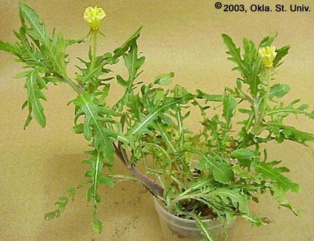 Cutleaf Eveningprimrose (Oenothera laciniata)