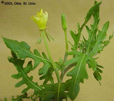 Cutleaf Eveningprimrose (Oenothera laciniata)