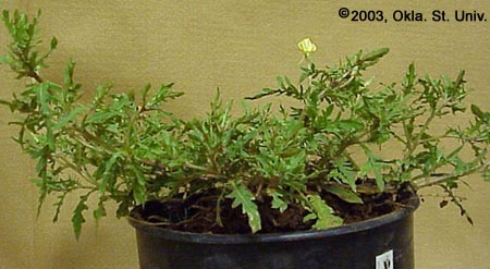 Cutleaf Eveningprimrose (Oenothera laciniata)