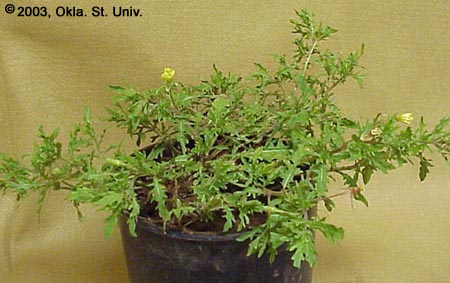 Cutleaf Eveningprimrose (Oenothera laciniata)