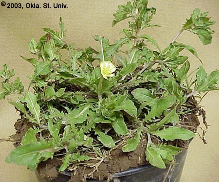 Cutleaf Eveningprimrose (Oenothera laciniata)