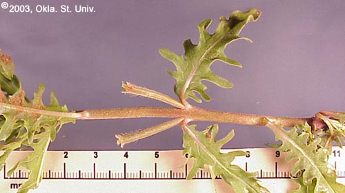 Cutleaf Eveningprimrose (Oenothera laciniata)
