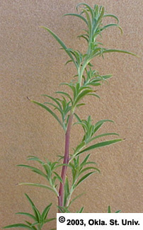 kochia-05.jpg (58107 bytes)