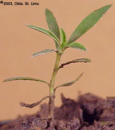 Kochia