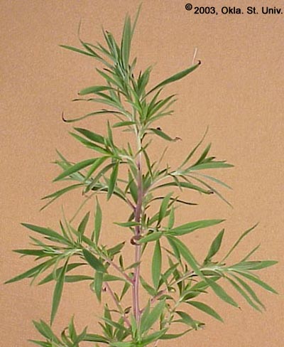 Kochia
