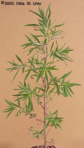 Kochia
