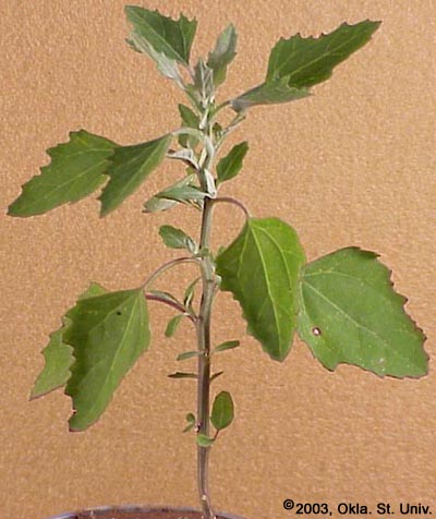Common Lambsquarters
