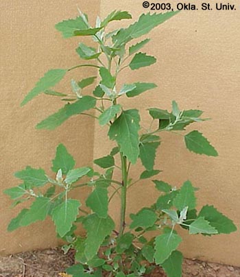 Common Lambsquarters