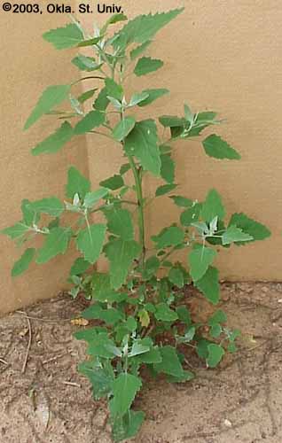 Common Lambsquarters