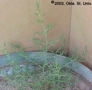 Russian Thistle (Salsola iberica)