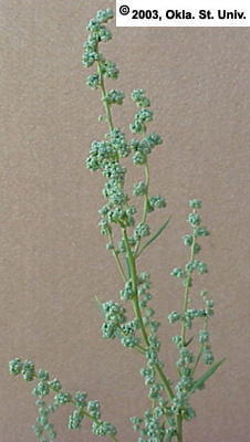 Slimleaf Lambsquarters