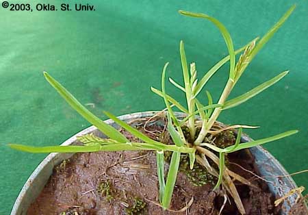 Annual Bluegrass (Poa annua)