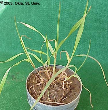 Cheat (Bromus secalinus)
