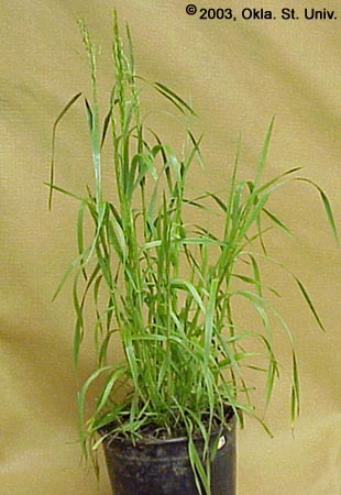 Cheat (Bromus secalinus)