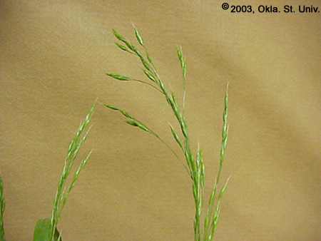 Cheat (Bromus secalinus)