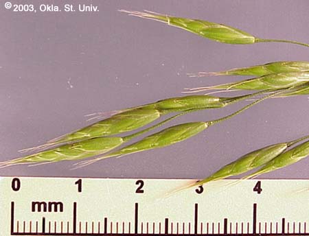 Cheat (Bromus secalinus)