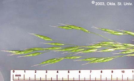 Cheat (Bromus secalinus)