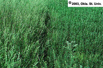 Cheat (Bromus secalinus)