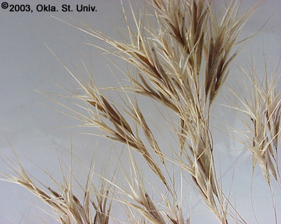 Downy Brome (Bromus tectorum)