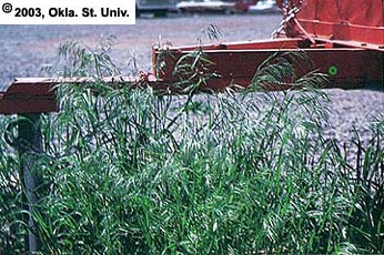Downy Brome (Bromus tectorum)